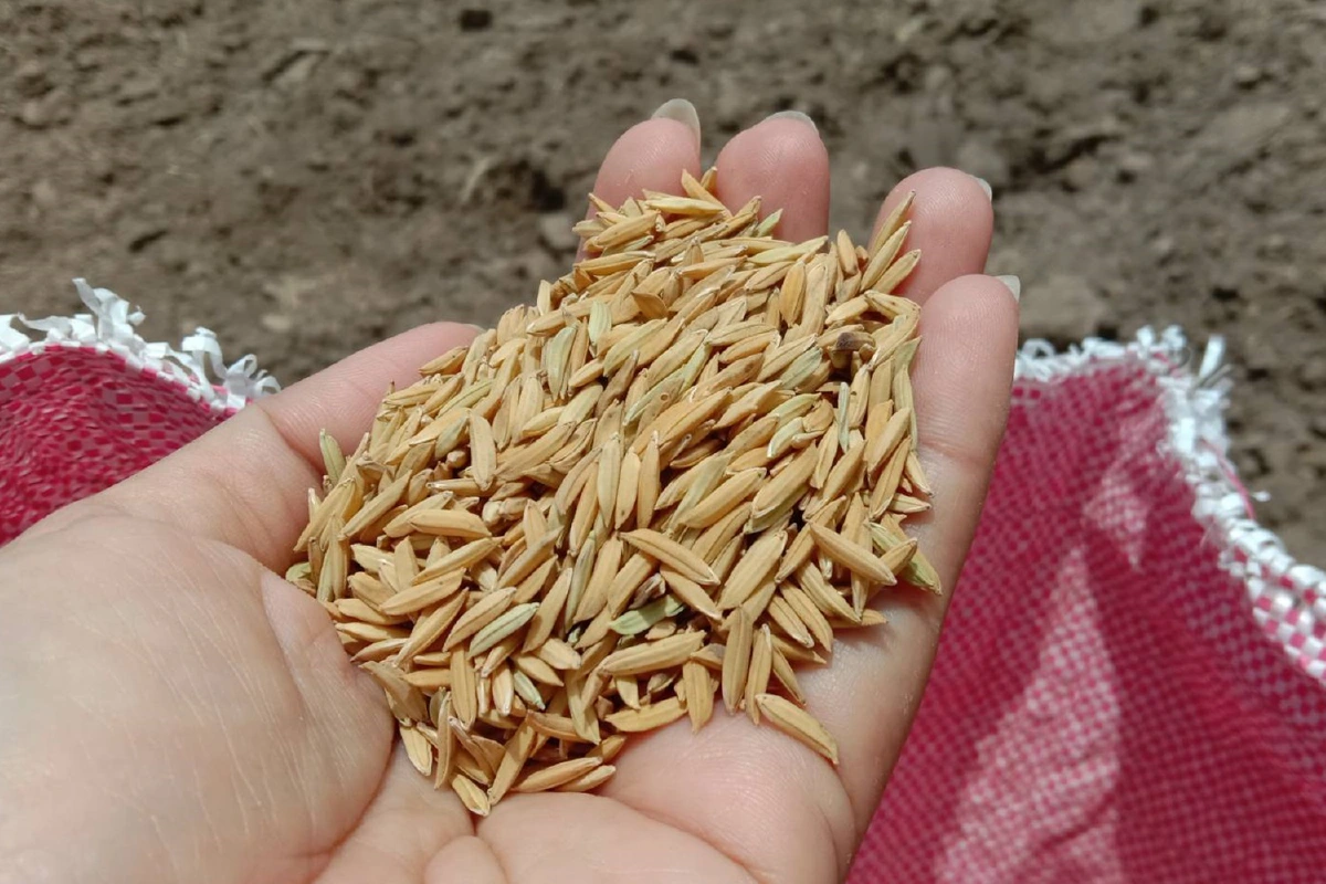 ชาวนาระทม น้ำมันแพง ต้องหว่านข้าวเอง