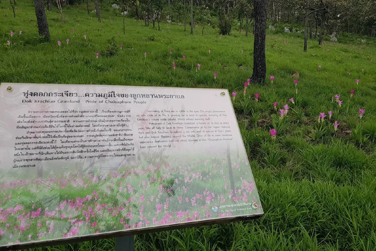 เริ่มแล้วเทศกาลกระเจียวบานชัยภูมิ ฟื้นท่องเที่ยวสู้โควิด กระตุ้นเศรษฐกิจ