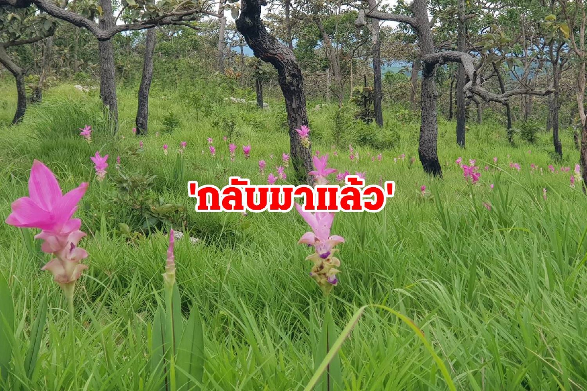 เริ่มแล้วเทศกาลกระเจียวบานชัยภูมิ ฟื้นท่องเที่ยวสู้โควิด กระตุ้นเศรษฐกิจ เริ่มแล้วเทศกาลกระเจียวบานชัยภูมิ ฟื้นท่องเที่ยวสู้โควิด กระตุ้นเศรษฐกิจ