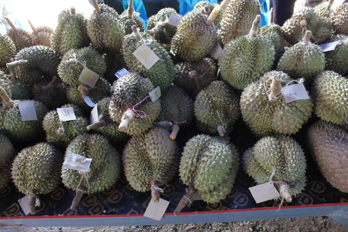 พิษณุโลกประมูลทุเรียนลูกละ 10,500 บาท หารายได้ช่วยกลุ่มเปราะบาง