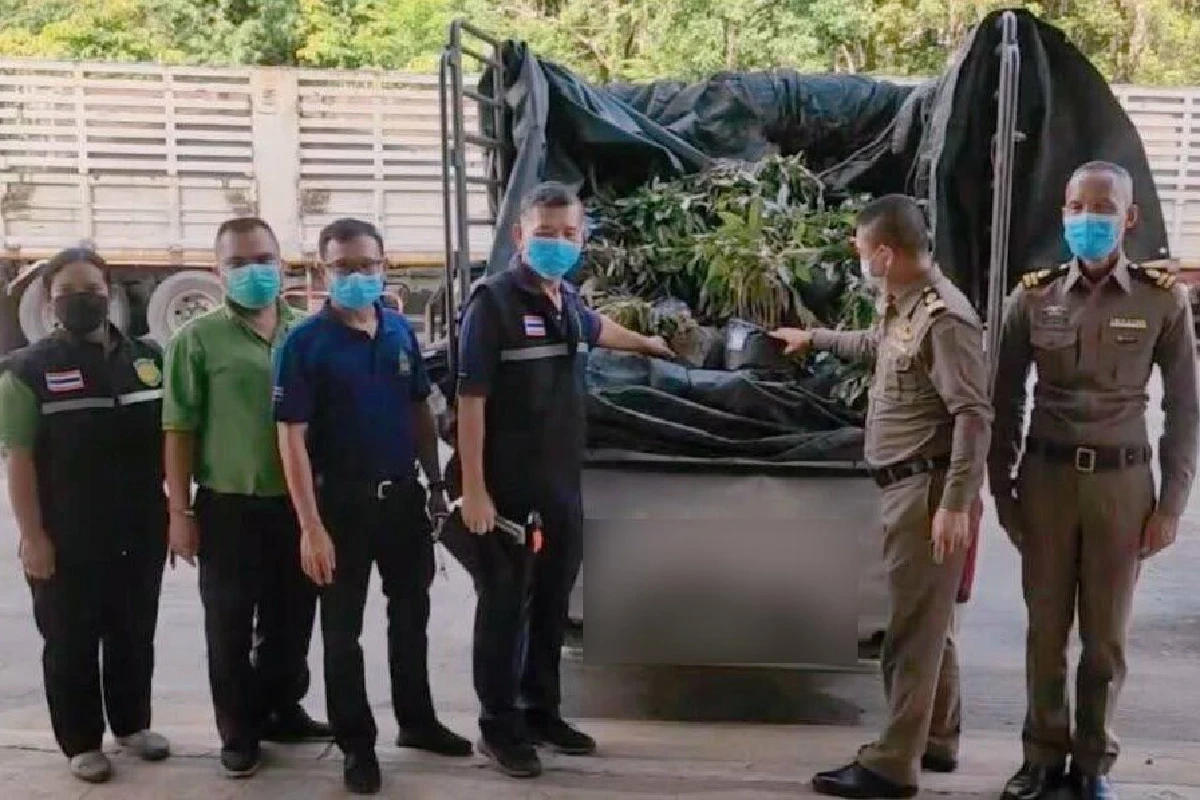 กรมศุลจับขนต้นกล้าทุเรียนสำหรับเพาะพันธุ์ออกนอกประเทศ