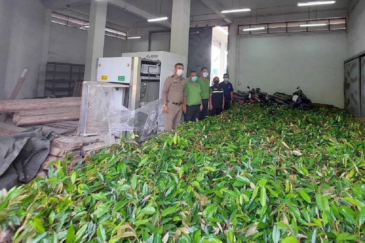 กรมศุลจับขนต้นกล้าทุเรียนสำหรับเพาะพันธุ์ออกนอกประเทศ