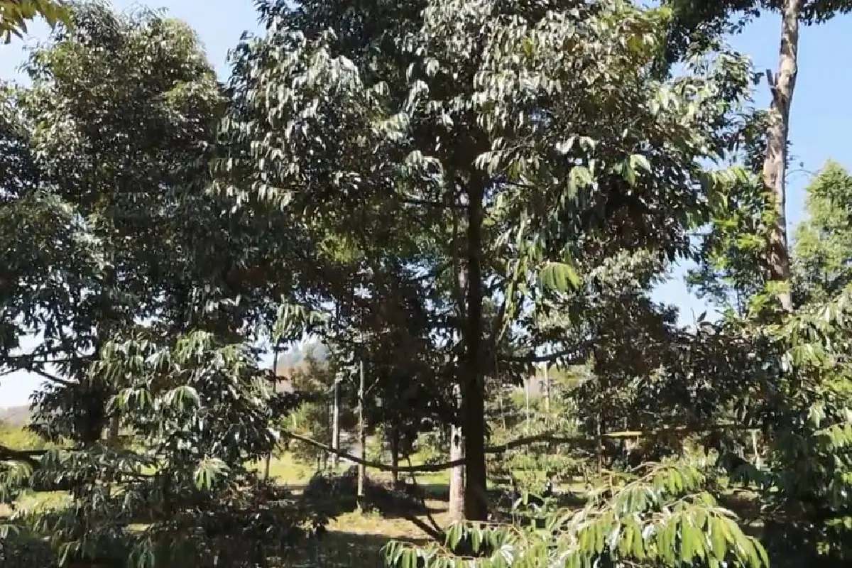 เปิดอาณาจักร"เวียร์ ศุกลวัฒน์"สวนทุเรียน 8 ไร่ 8 ล้านที่บ้านนาสาร