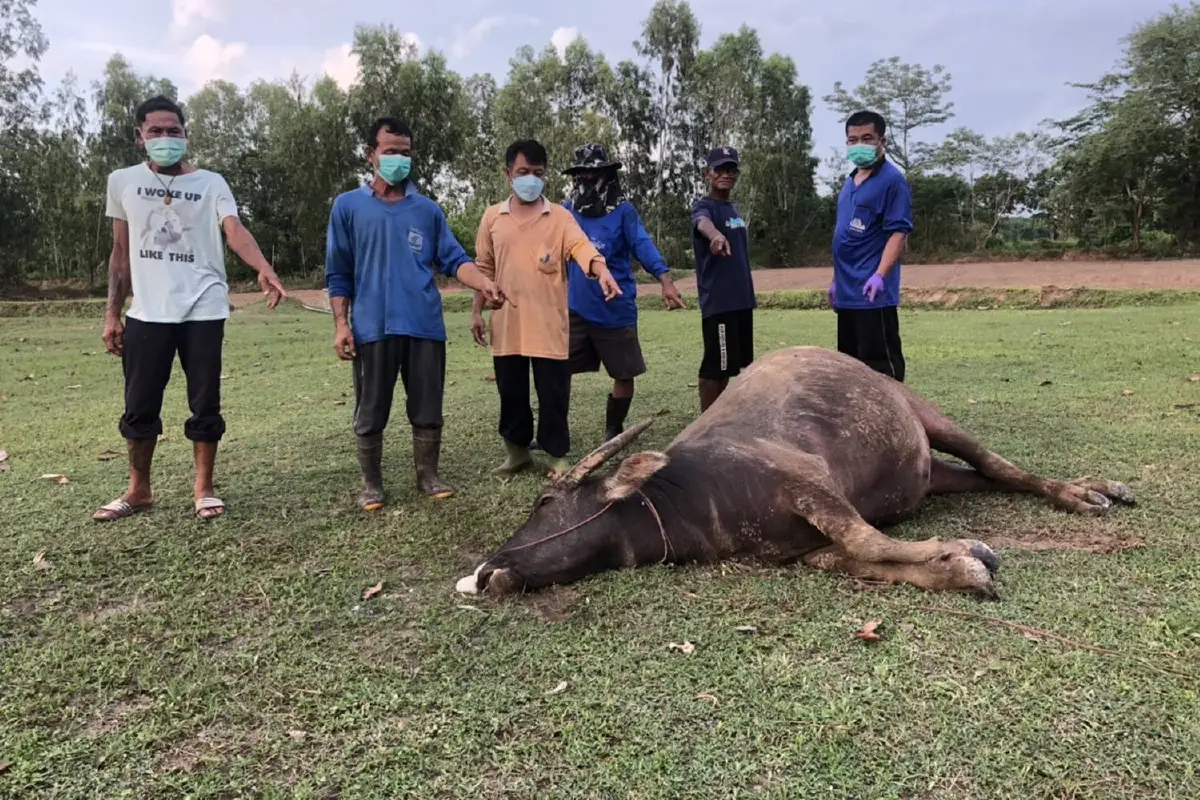 เกษตรกรช็อก วันเดียวควายตาย 5 ตัว คาดเกิดจากโรคระบาด