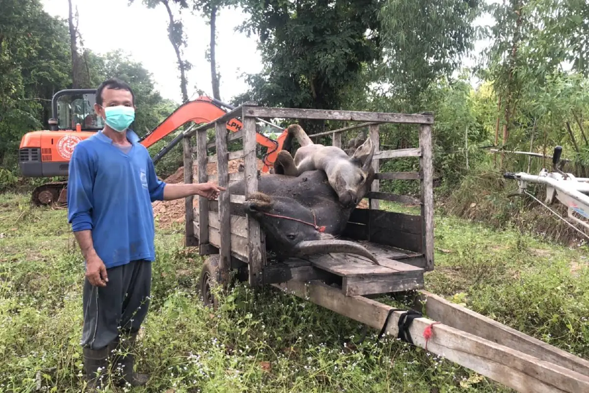 เกษตรกรช็อก วันเดียวควายตาย 5 ตัว คาดเกิดจากโรคระบาด