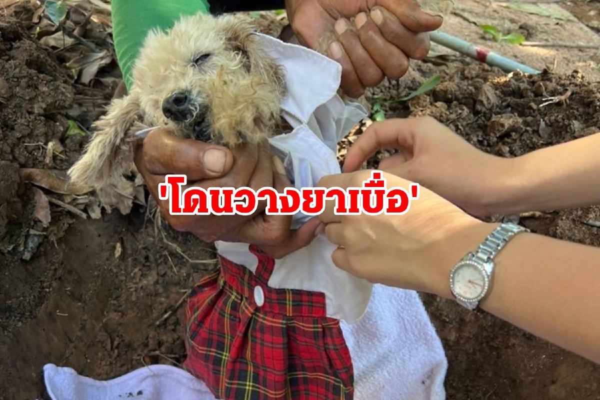 น้องหมาดิ้นขาดใจตายนับ10ตัวคาดถูกคนใจร้ายวางยาเบื่อ น้องหมาดิ้นขาดใจตายนับ10ตัวคาดถูกคนใจร้ายวางยาเบื่อ