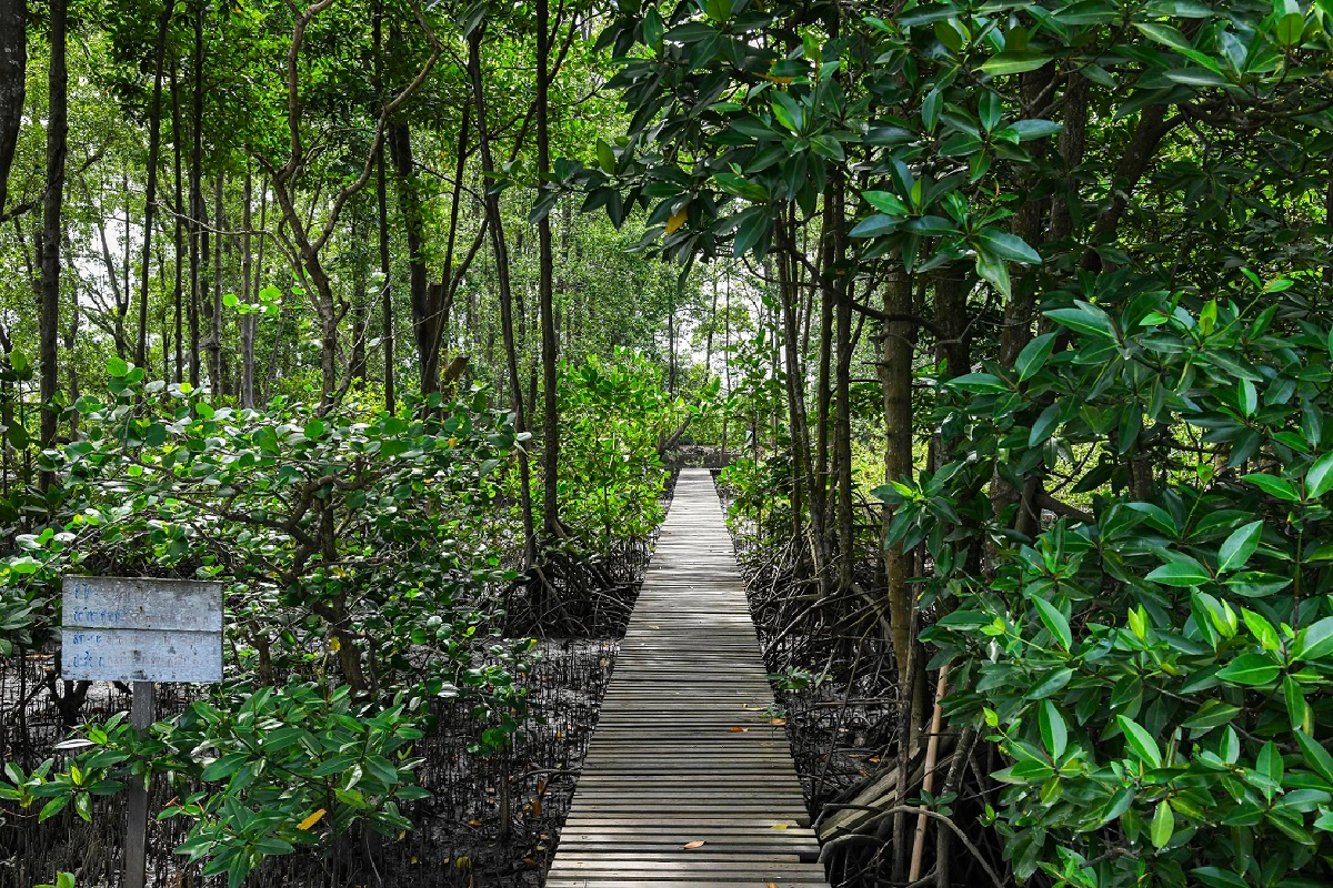 เรื่องเล่าอัศจรรย์จากป่าชายเลนปากแม่น้ำบางปะกง 