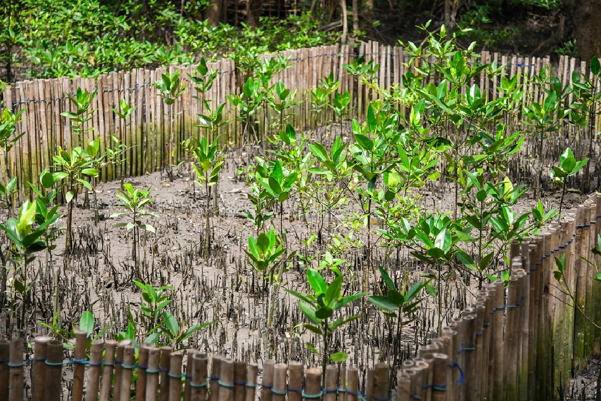 เรื่องเล่าอัศจรรย์จากป่าชายเลนปากแม่น้ำบางปะกง 