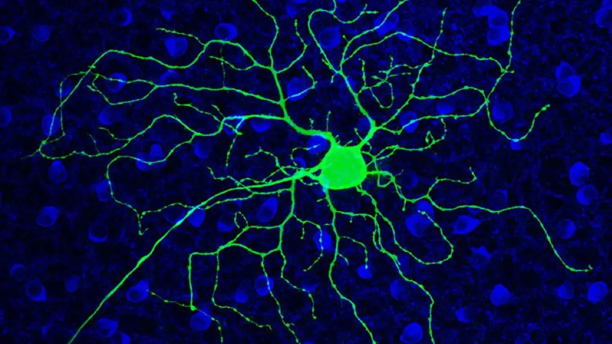 Next to know - เมื่อยาพิษสุราเรื้องรัง สามารถใช้รักษาจอประสาทตาเสื่อมได้