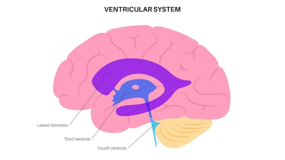 Next to know – การรักษาหายที่ไม่หาย เมื่อเชื้ออีโบลาสามารถเข้าไปซ่อนในสมอง