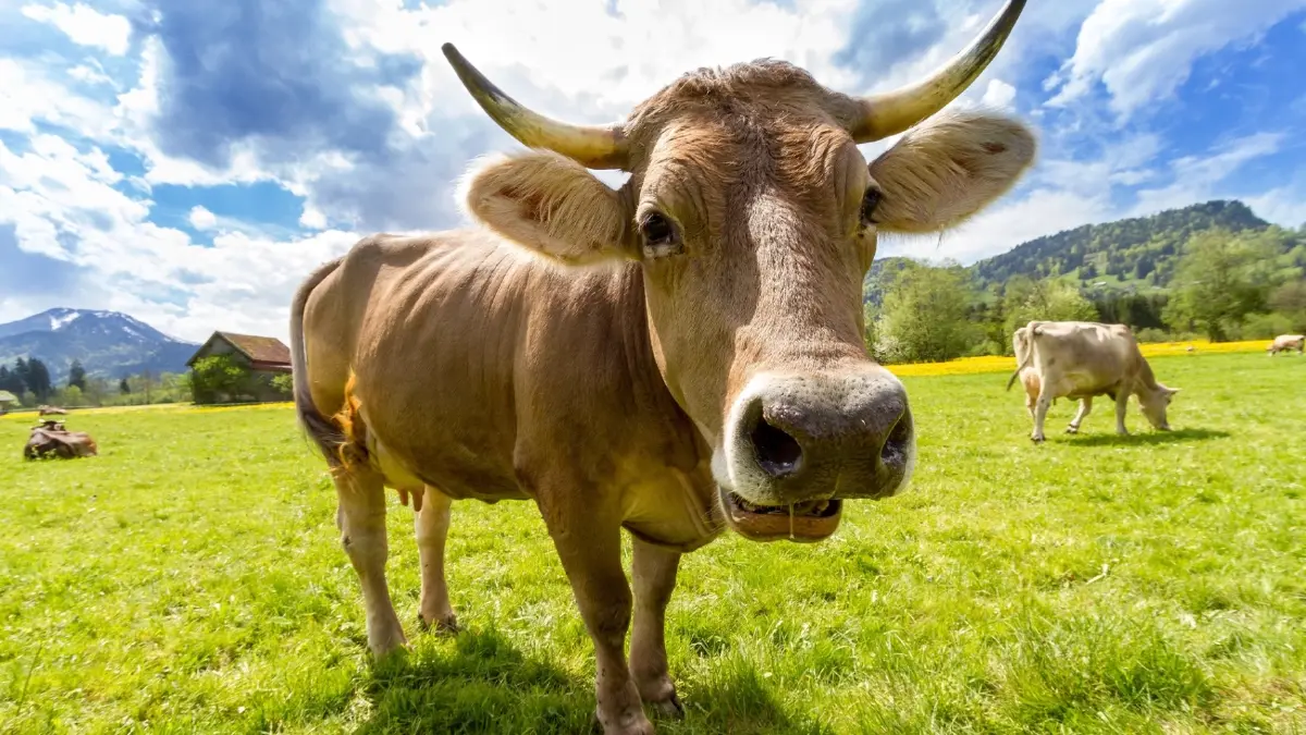 แค่วัวเรอยังเสียภาษี! นโยบายช่วยโลกจากนิวซีแลนด์ ลดมีเทนจากน้องวัว