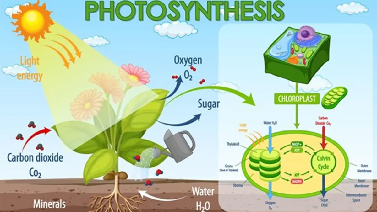 เมื่อการปลูกพืชไม่จำเป็นต้องใช้แสงอีกต่อไป