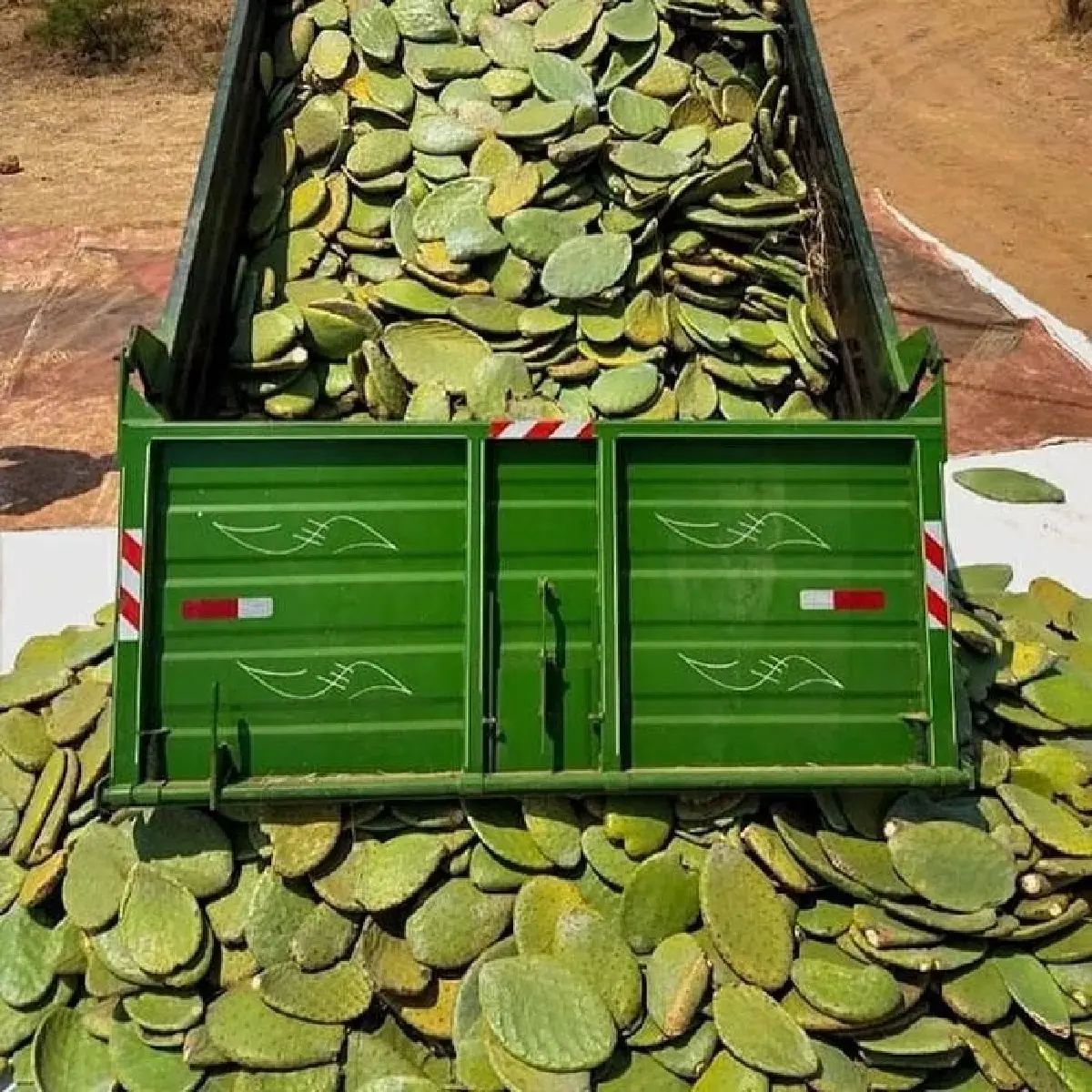 กระบองเพชรกู้โลก ทางเลือกใหม่อุตสาหกรรมเครื่องหนังที่ไม่ทำร้ายโลก