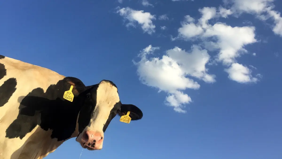 การันตีความนัว! นมจากเห็ดราและจุลินทรีย์ ทางเลือกใหม่ที่อร่อยและดีต่อโลก