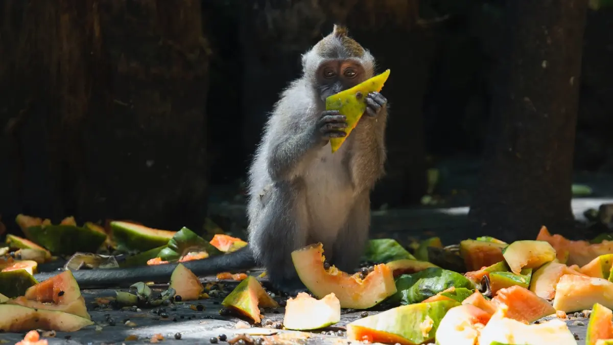 เกียมโบกมือลา! ส่งต่ออาหารส่วนเกิน สู่มื้อทรงคุณค่ากับ ‘Food For Good Deed’