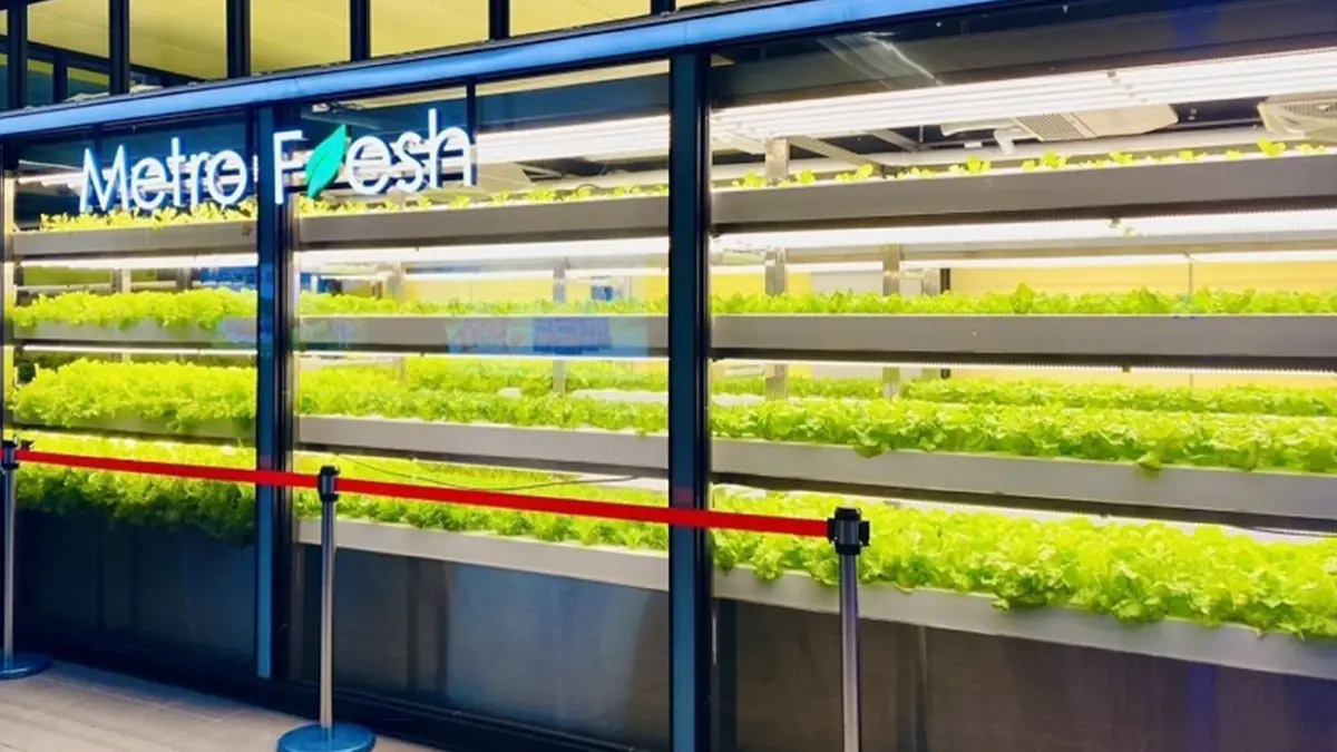 เมื่อพื้นที่ในสถานีรถไฟใต้ดิน ถูกนำมาใช้เป็นฟาร์มผักกาด