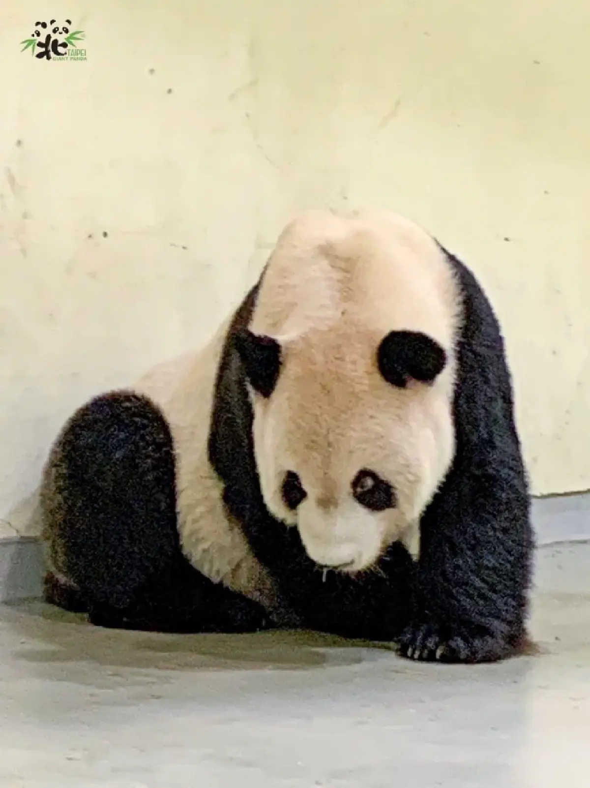 ยื้อไม่ไหว ‘ถวนถวน’ แพนด้ายักษ์ ของขวัญจากจีนสู่ไต้หวัน ตายแล้ว