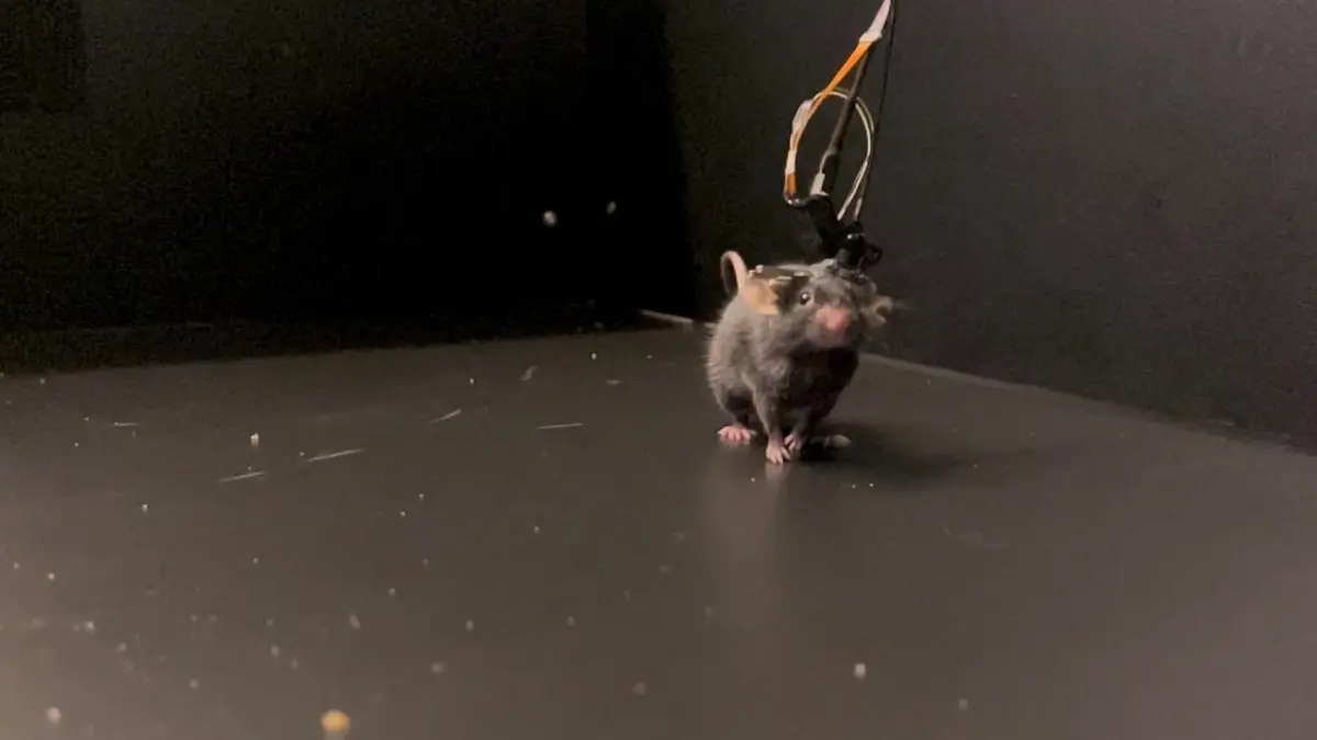 สุดล้ำ การประดิษฐ์กล้องจุลทรรศน์ขนาดเท่าหัวแม่มือ