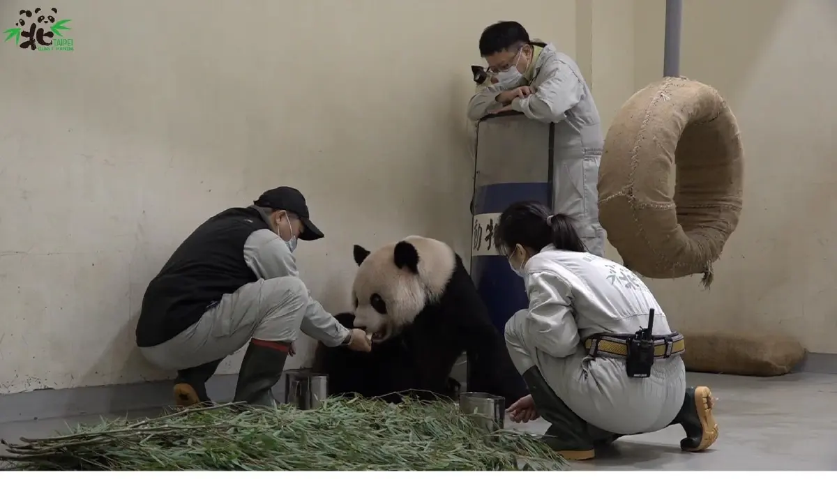 ยื้อไม่ไหว ‘ถวนถวน’ แพนด้ายักษ์ ของขวัญจากจีนสู่ไต้หวัน ตายแล้ว