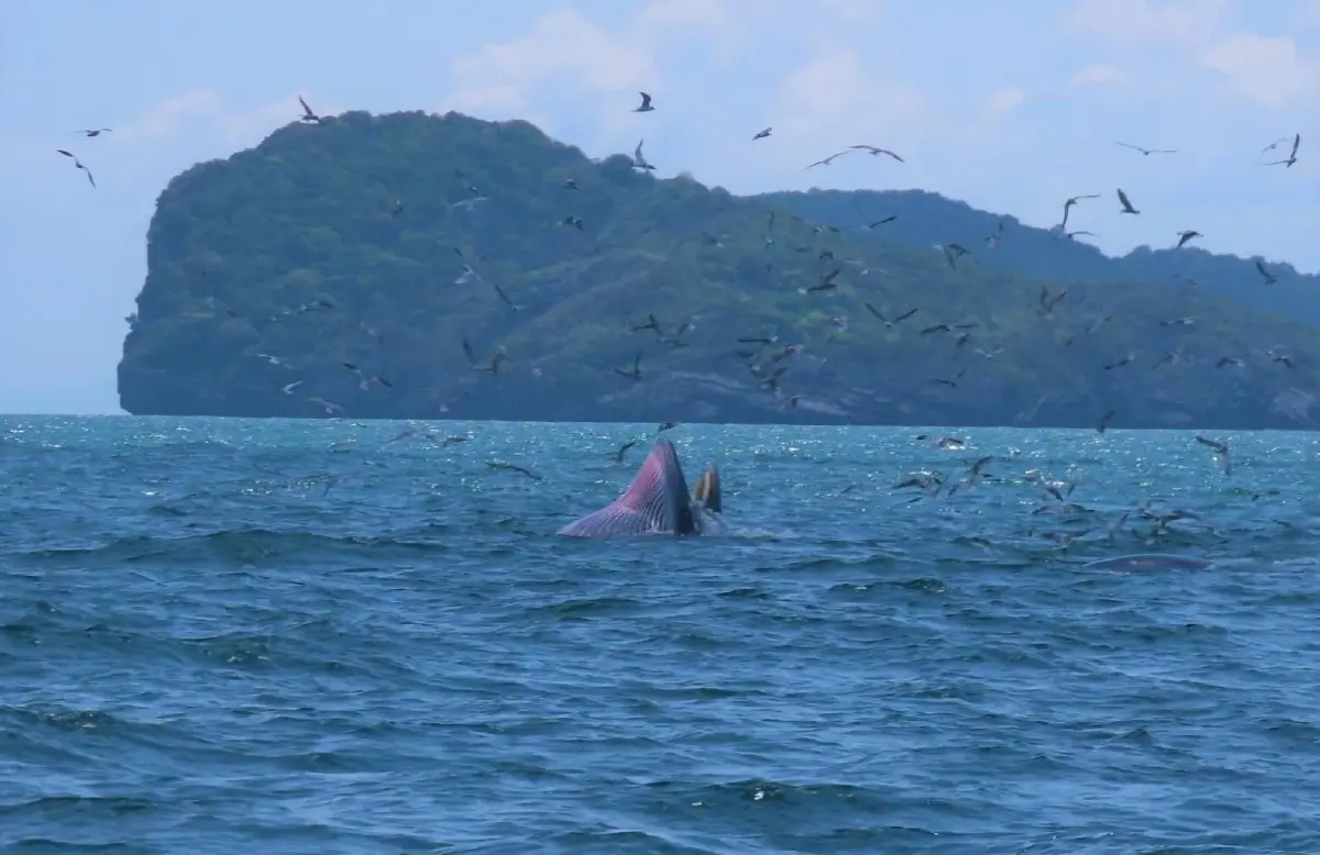 GISTDA เปิดตัว “Marine GI” แพลตฟอร์มบริหารทะเลไทย