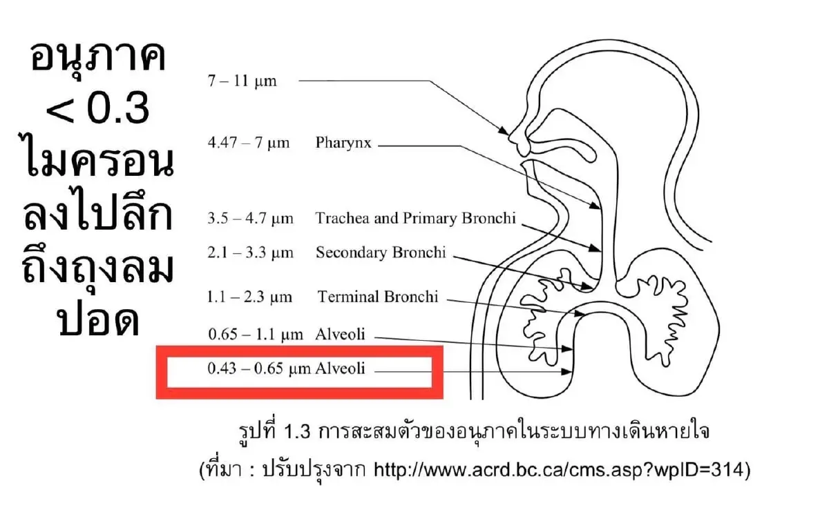 วิจัยพบ PM2.5 ผ่านเข้าสู่กระแสเลือดได้