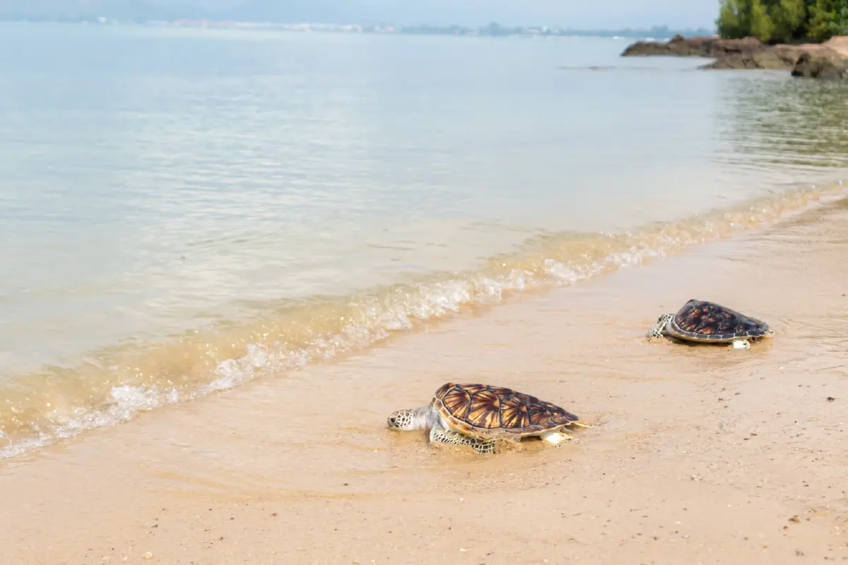 UTA ลุยสร้าง Smart City พร้อม กองทัพเรือ ในโครงสนามบินนานาชาติอู่ตะเภา