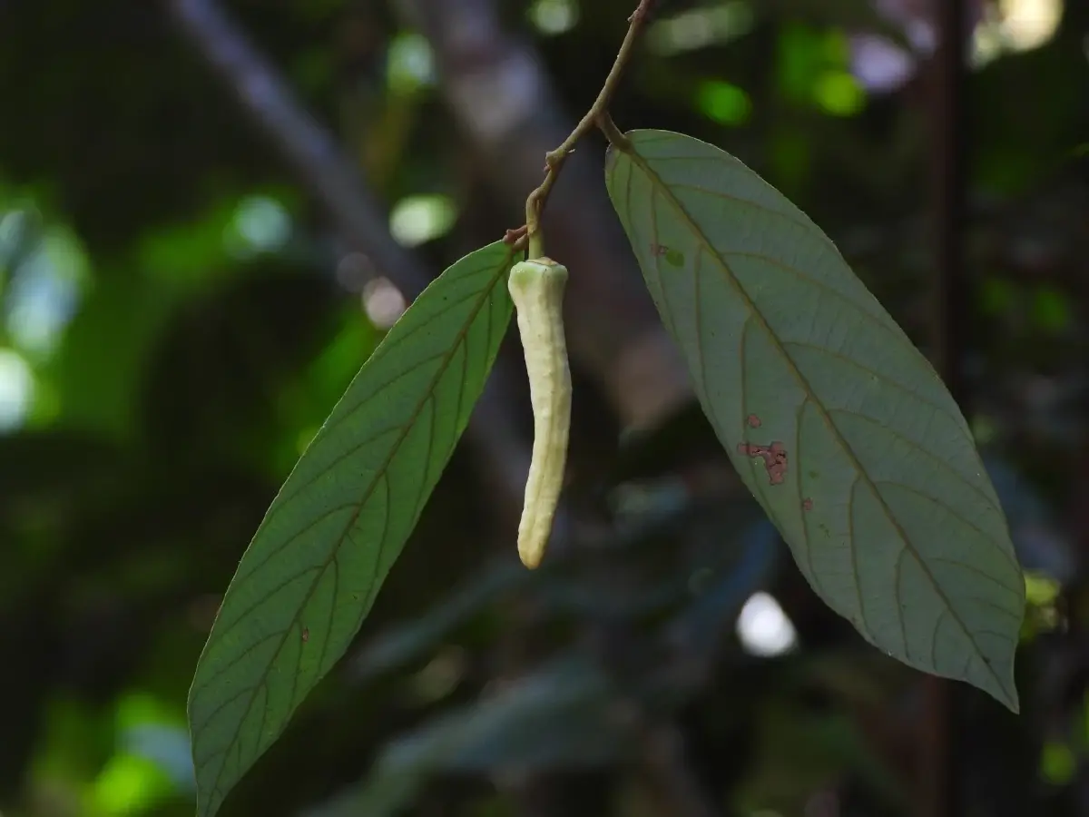 "บุหงาลลิษา”พืชหอมใหม่-หายากตั้งชื่อเป็นเกียรติ"ลิซ่า Blackpink"