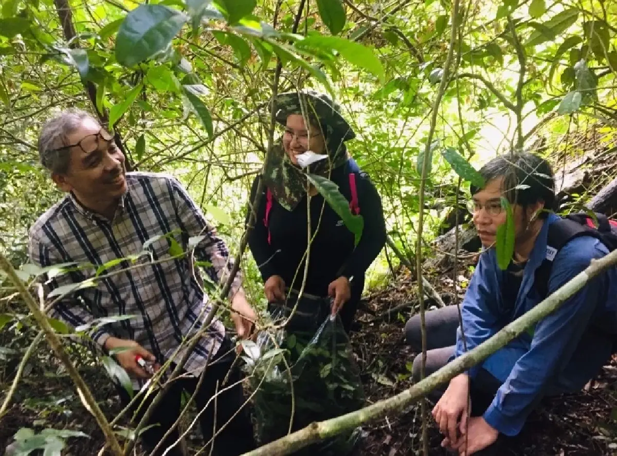 ทีมวิจัยสำรวจพบบุหงาลลิษาเพียง 2 ต้นในป่าทุติยภูมิใกล้สวนยางและสวนผลไม้ใน อ.จะแนะ จ.นราธิวาส