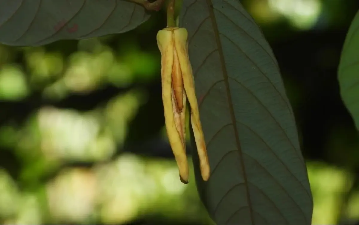 "บุหงาลลิษา”พืชหอมใหม่-หายากตั้งชื่อเป็นเกียรติ"ลิซ่า Blackpink"