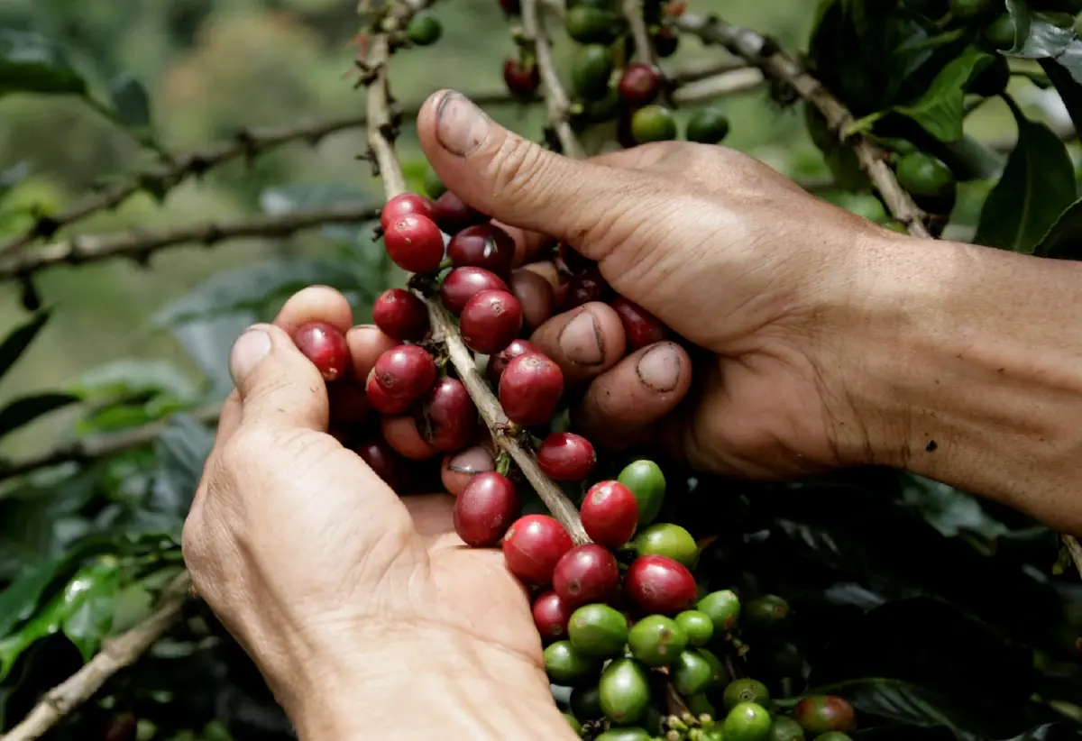 เอลนีโญสร้างความเสี่ยงสำหรับกาแฟโรบัสต้า มากกว่าอาราบิก้า