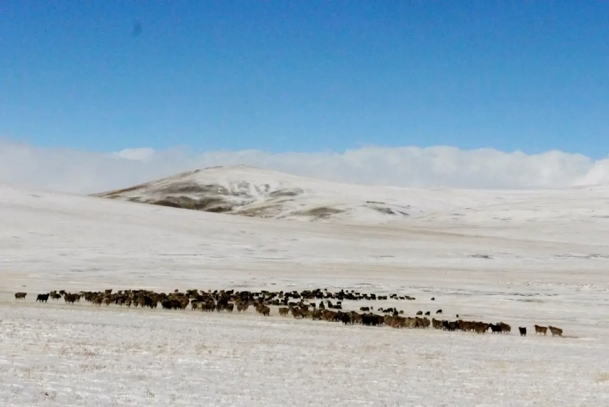 เทือกเขาอัลไตและวิถีชีวิตเร่ร่อนของชาวคาซักซึ่งขึ้นอยู่กับการเลี้ยงสัตว์