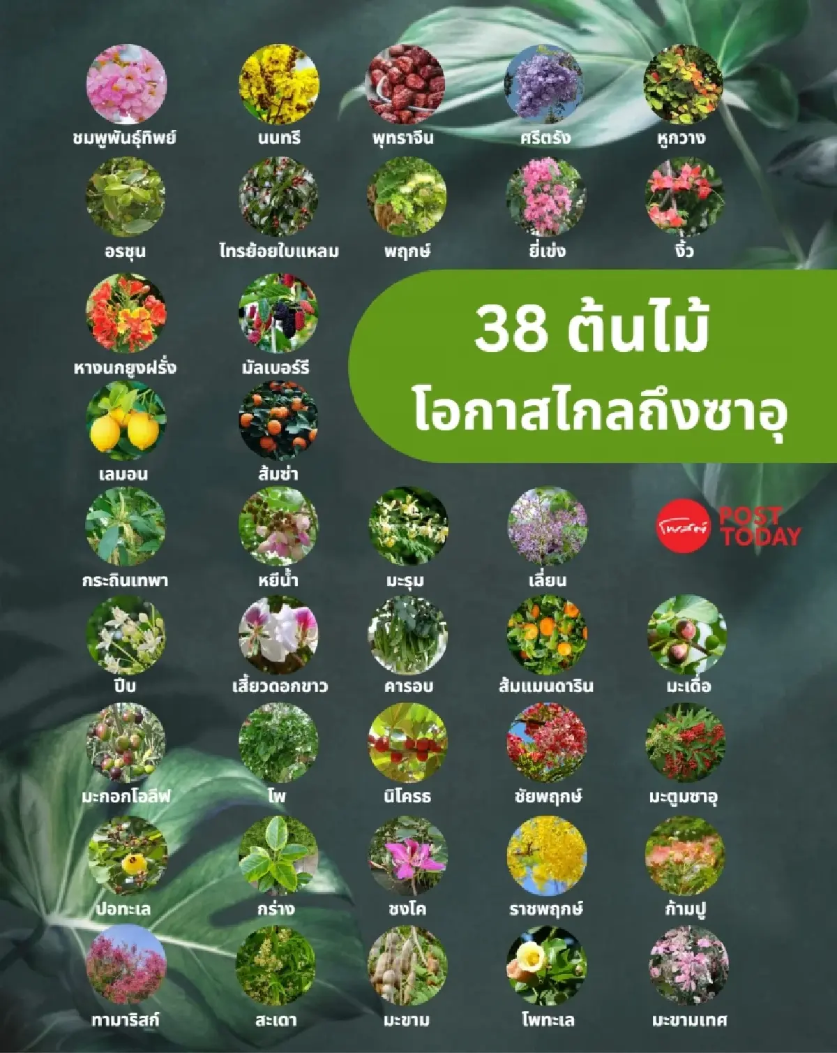 เปิดลิสต์รายชื่อ 38 ต้นไม้ โอกาสไกลถึงซาอุฯ