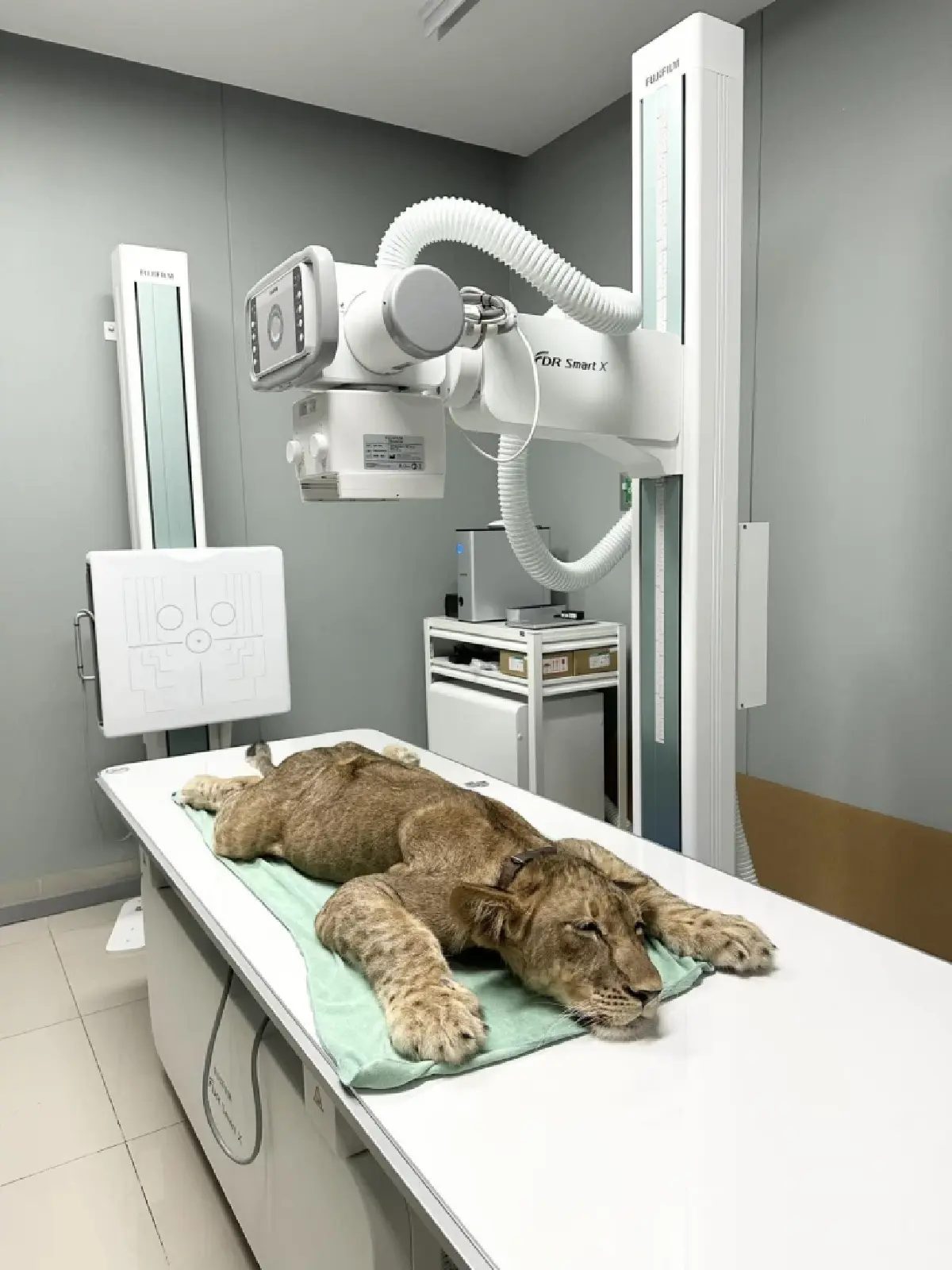 ฟูจิฟิล์ม เผยโฉม นวัตกรรมรักษาสัตว์อัจฉริยะ วินิจฉัยโรคแม่นยำ