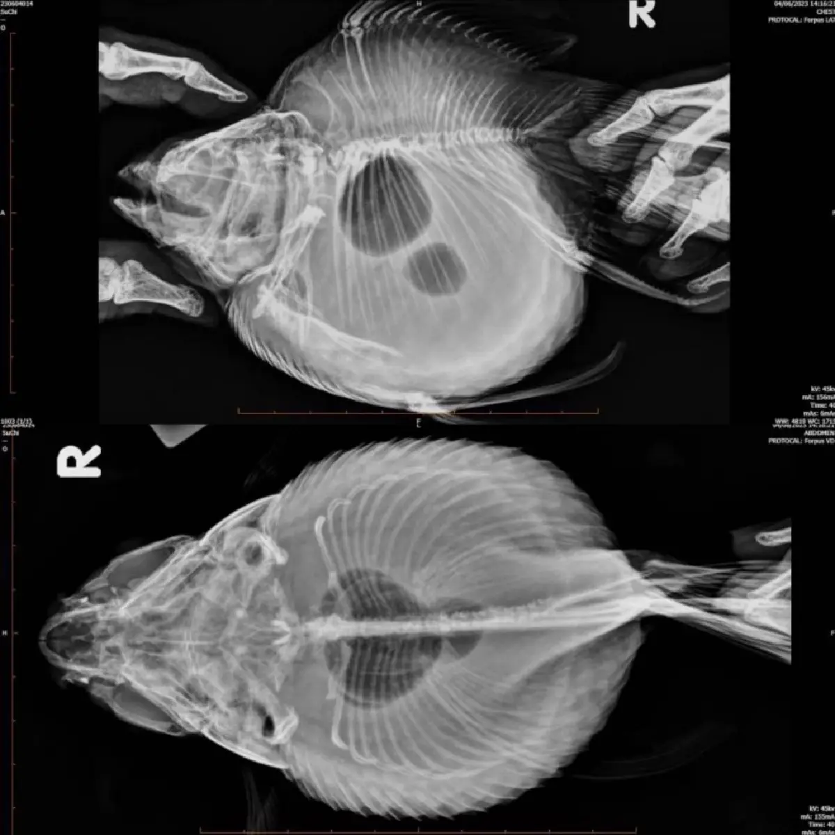 ฟูจิฟิล์ม เผยโฉม นวัตกรรมรักษาสัตว์อัจฉริยะ วินิจฉัยโรคแม่นยำ