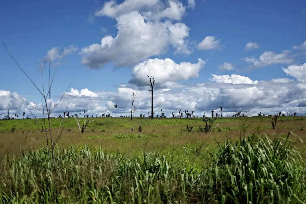 รายงานชี้ โลกอยู่ห่างไกลจากคำสัญญาที่จะยุติการตัดไม้ทำลายป่าภายในปี 2573