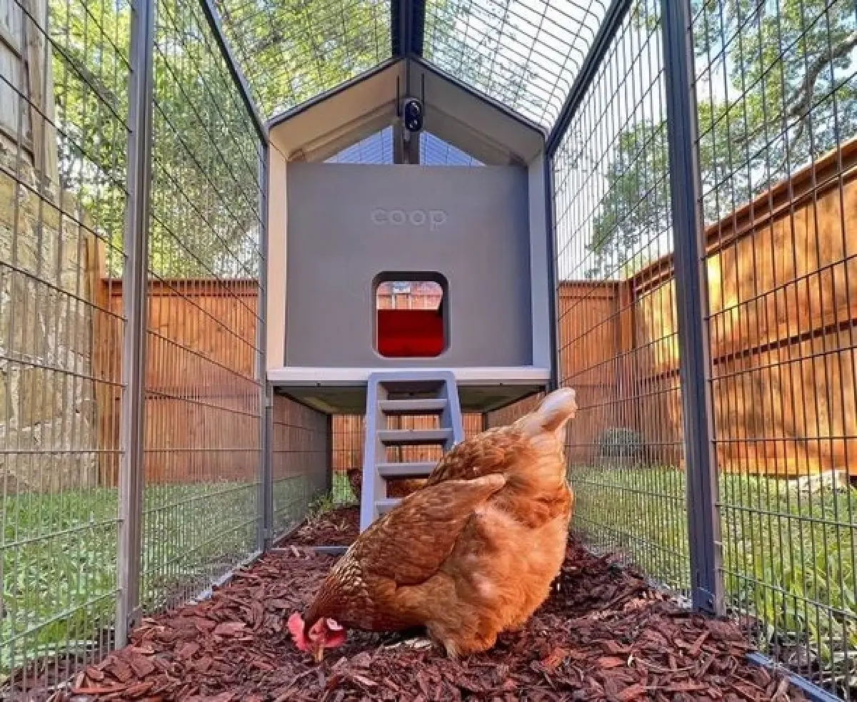 Albert Eggstein เล้าไก่อัจฉริยะที่มีเอไอแปลภาษาไก่