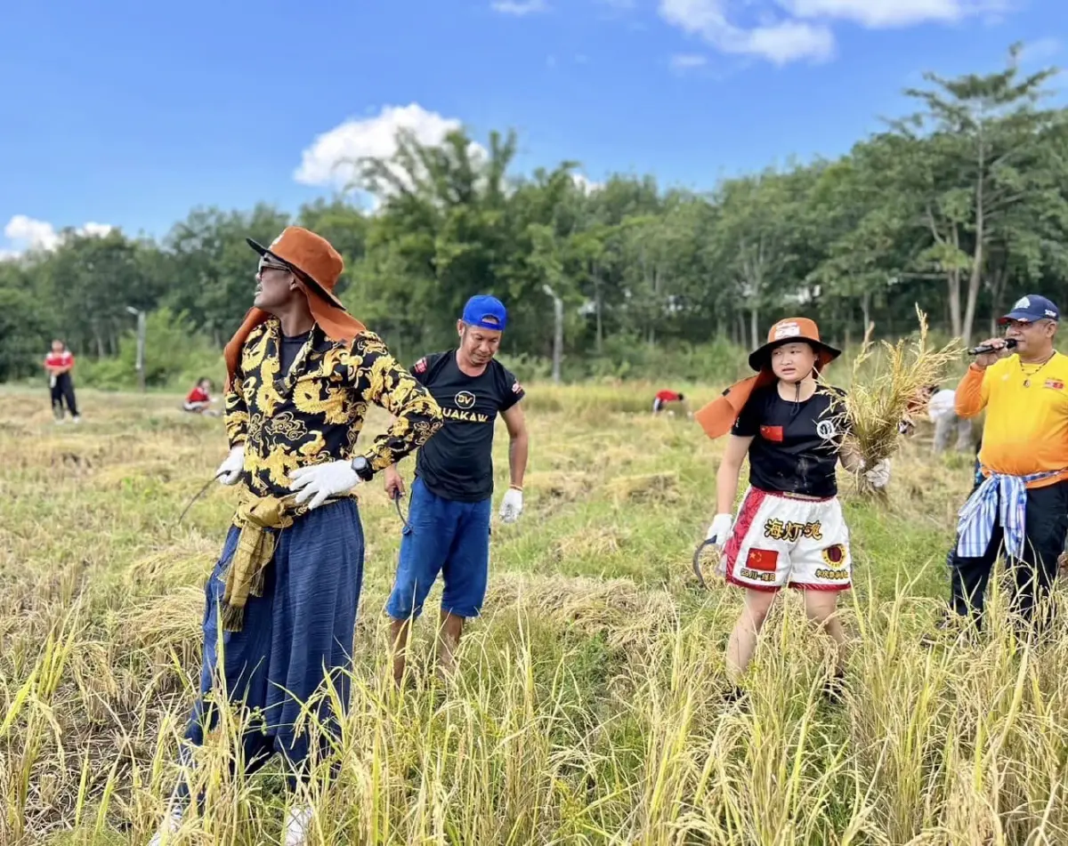 สาวจีนปั่นจักรยานถึงไทยแล้ว บัวขาวต้อนรับอบอุ่น จับลงแขกเกี่ยวข้าวทันที