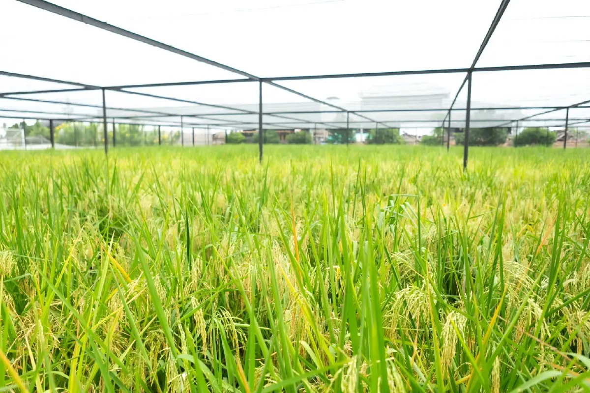 “แอปพลิเคชันคันนา” บริหารแปลงเกษตร หนุนการปลูกเปียกสลับแห้ง