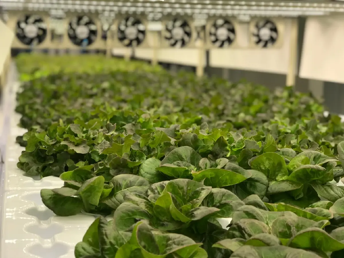 Plant Factory บทใหม่เกษตรกรไทย เลือกปลูกพืชได้ตามใจ สร้างมูลค่าหนีคู่แข่ง