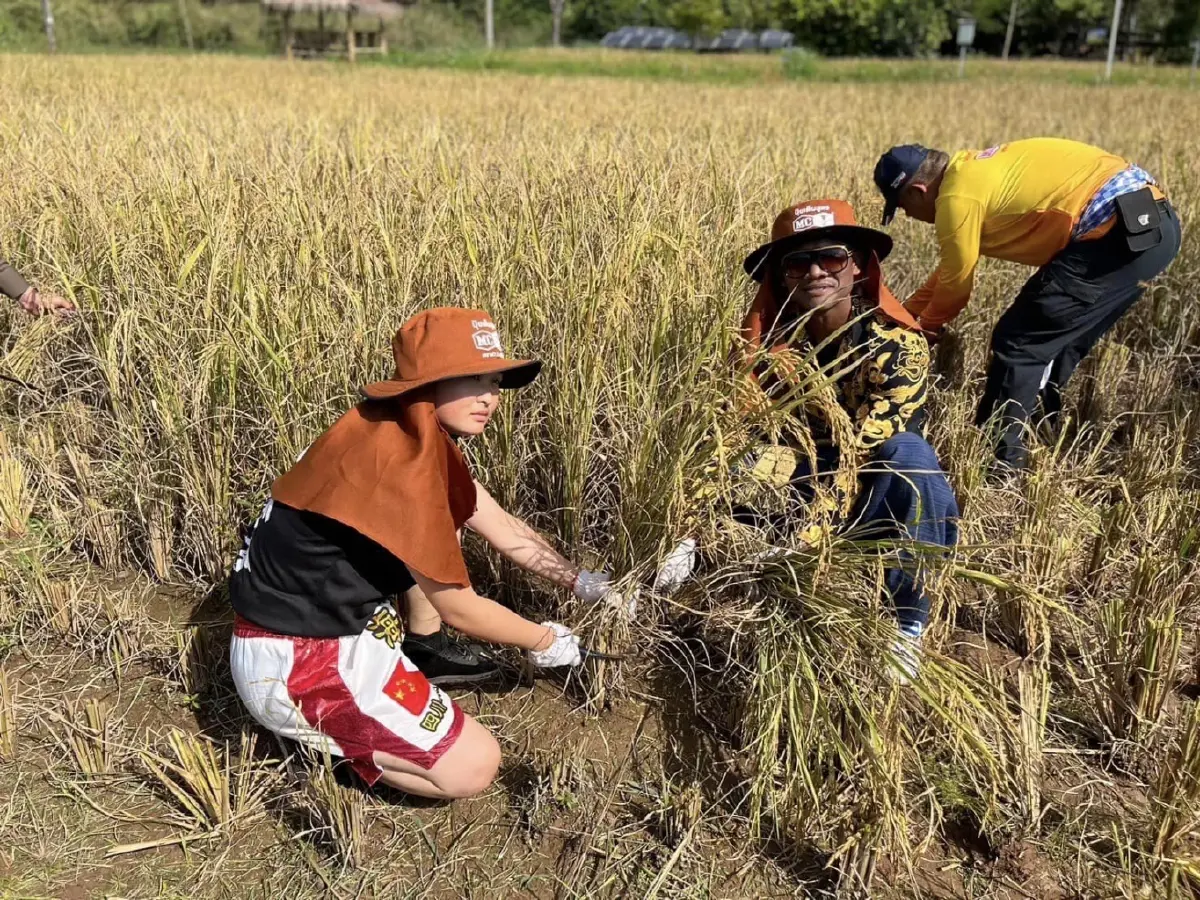 สาวจีนปั่นจักรยานถึงไทยแล้ว บัวขาวต้อนรับอบอุ่น จับลงแขกเกี่ยวข้าวทันที