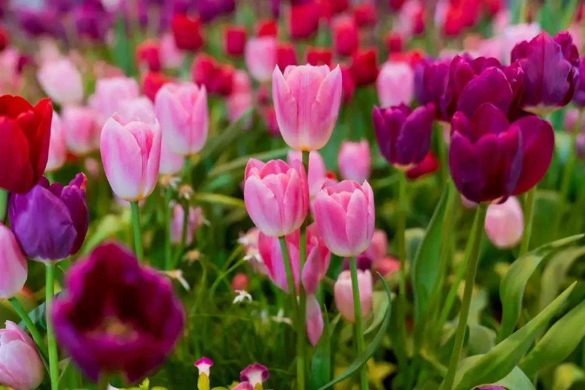 เที่ยวส่งท้ายปี รับบรรยากาศธรรมชาติ กับ งานพรรณไม้งามอร่ามสวนหลวง ร.๙