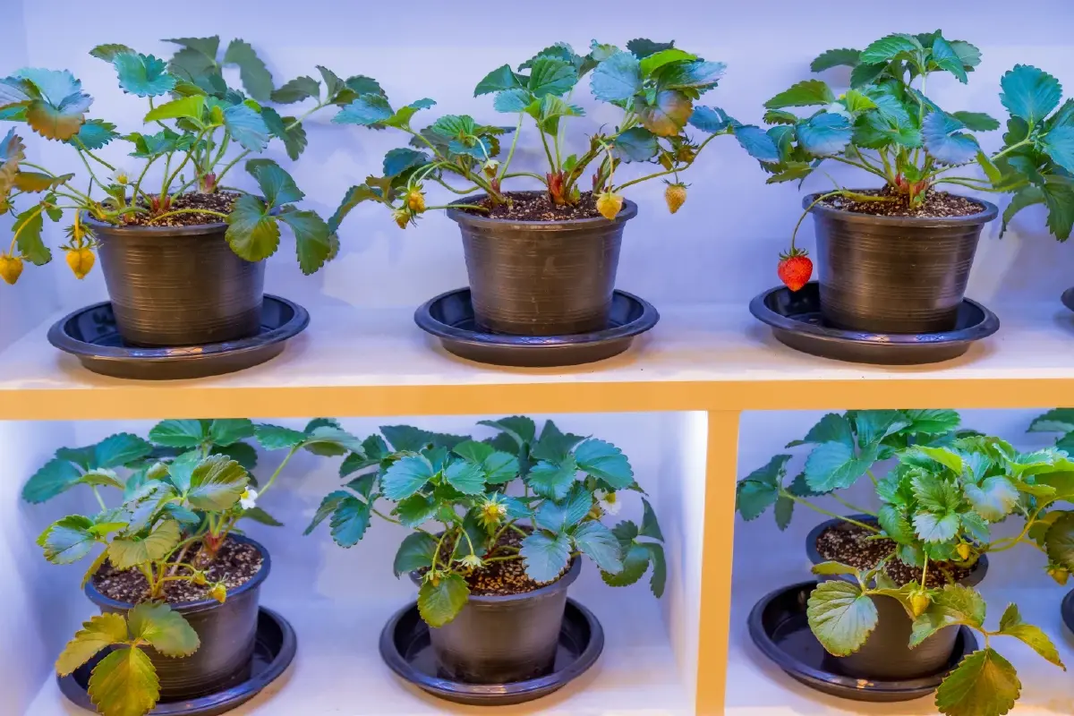 เที่ยวส่งท้ายปี รับบรรยากาศธรรมชาติ กับ งานพรรณไม้งามอร่ามสวนหลวง ร.๙