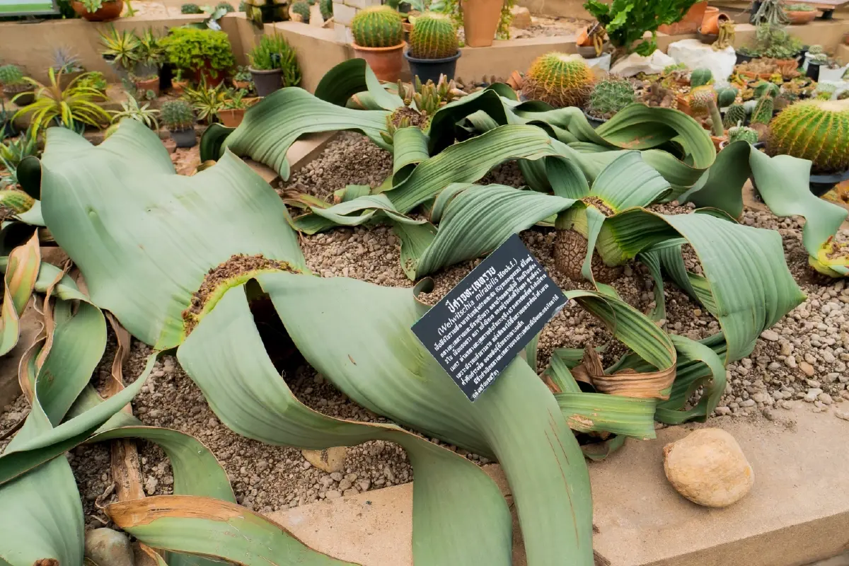 เที่ยวส่งท้ายปี รับบรรยากาศธรรมชาติ กับ งานพรรณไม้งามอร่ามสวนหลวง ร.๙