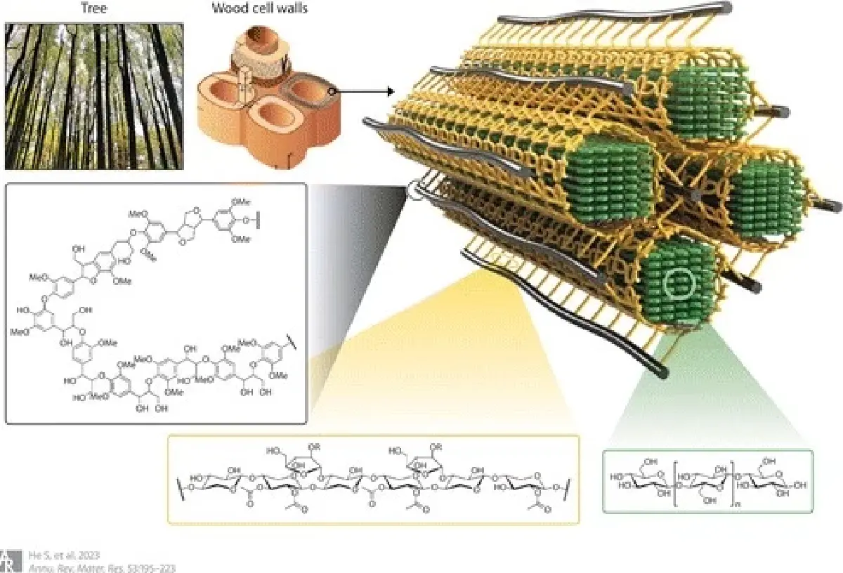 ไม้โปร่งใส วัสดุแห่งอนาคตทดแทนแก้วและจอสมาร์ทโฟน
