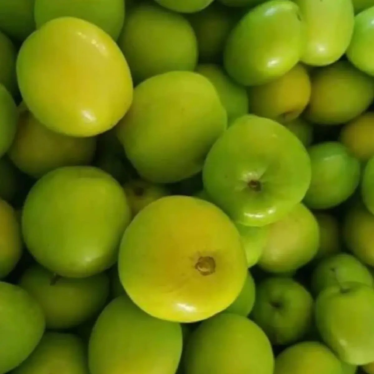 ไปรษณีย์ไทยชวนชิม “พุทรา ทันสุข” สินค้าตัวท็อปเกรดพรีเมียมจากกาฬสินธุ์