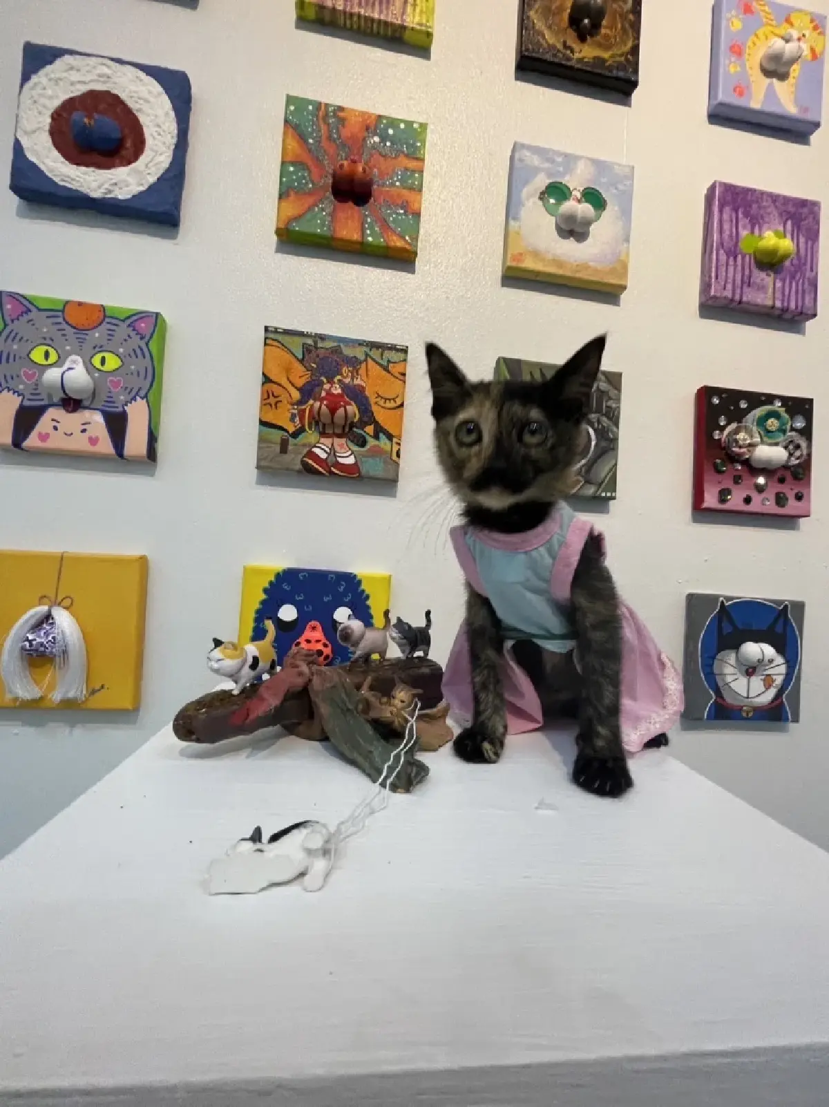 “อัณฑะเหมียว ครองเมือง” นิทรรศการสะท้อนปัญหาแมวจร