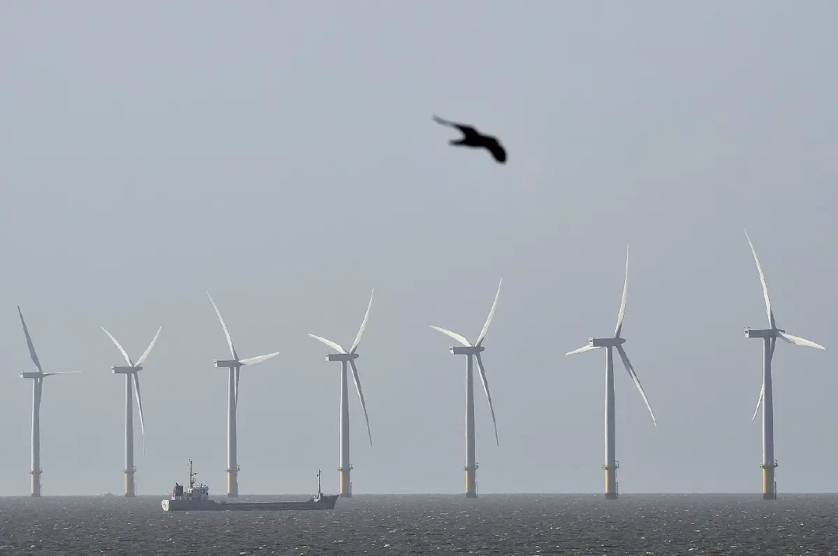 เมื่อพลังงานสะอาดกลายเป็นคุกคามชีวิตนกและค้างคาว