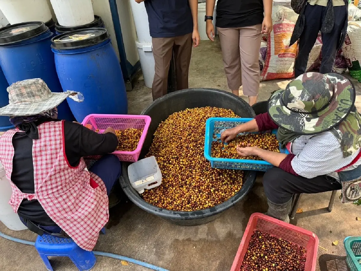 เครือซีพี ยกระดับกาแฟ “น้ำพาง โมเดล” สู่ โรบัสต้าคุณภาพ