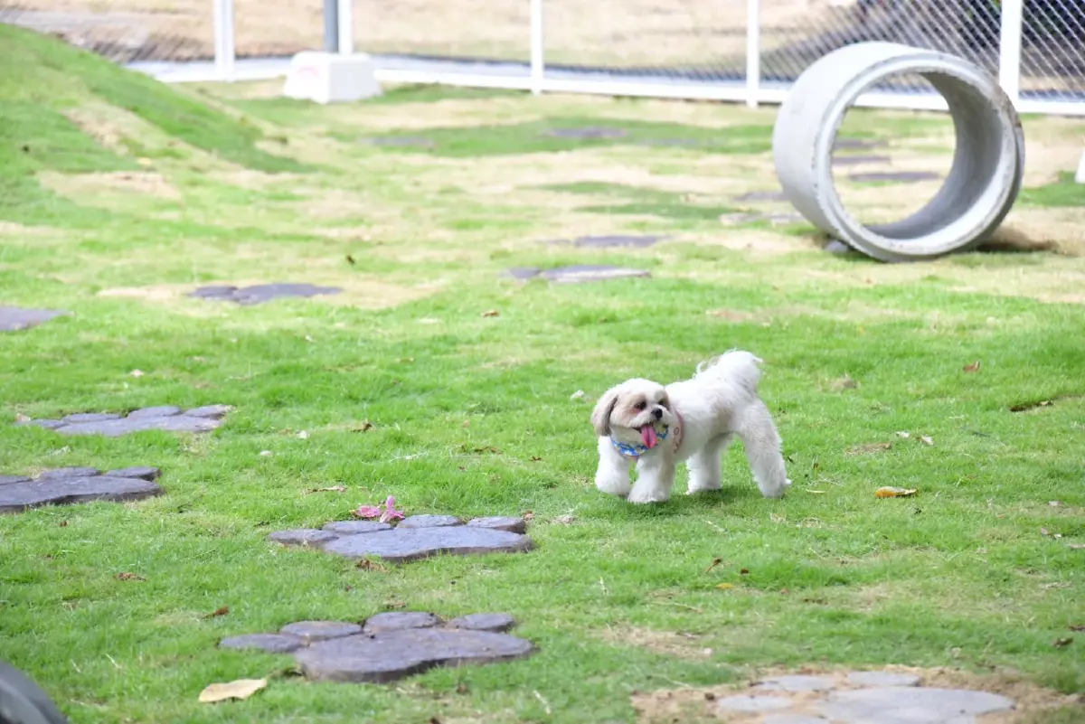 เปิด "สวน 50 สุข" บริการฟรีสุขภาพและคุณภาพชีวิตและเป็นมิตรกับสัตว์เลี้ยง