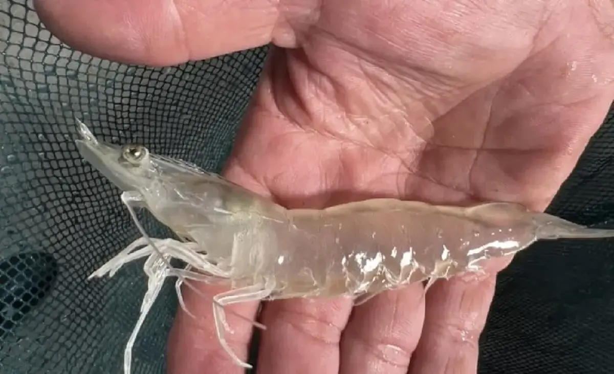 กรมประมง ชู กุ้งขาว “ศรีดา 1”ทนโรคตายด่วน ผลผลิตดี มีกำไร